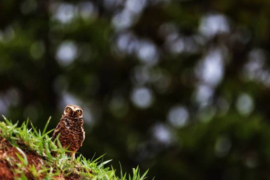 Circuit atmosphere - An owl.
09.11.2018. Formula 1 World Championship, Rd 20, Brazilian Grand Prix, Sao Paulo, Brazil, Practice Day.
- www.xpbimages.com, EMail: requests@xpbimages.com - copy of publication required for printed pictures. Every used picture is fee-liable. © Copyright: Moy / XPB Images