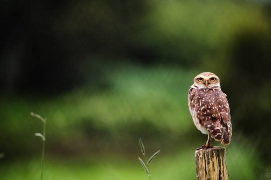 Circuit atmosphere - an owl.
10.11.2018. Formula 1 World Championship, Rd 20, Brazilian Grand Prix, Sao Paulo, Brazil, Qualifying Day.
- www.xpbimages.com, EMail: requests@xpbimages.com - copy of publication required for printed pictures. Every used picture is fee-liable. © Copyright: Batchelor / XPB Images