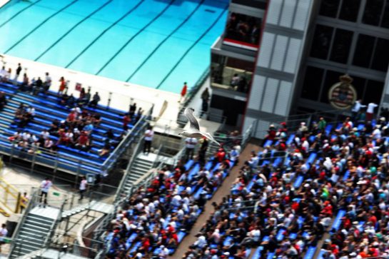 Circuit atmosphere - Seagull.
25.05.2019. Formula 1 World Championship, Rd 6, Monaco Grand Prix, Monte Carlo, Monaco, Qualifying Day.
- www.xpbimages.com, EMail: requests@xpbimages.com - copy of publication required for printed pictures. Every used picture is fee-liable. © Copyright: Moy / XPB Images