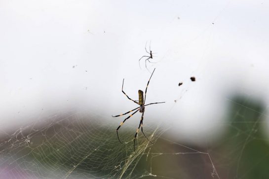 Circuit atmosphere - spider by the side of the track.
11.10.2019. Formula 1 World Championship, Rd 17, Japanese Grand Prix, Suzuka, Japan, Practice Day.
- www.xpbimages.com, EMail: requests@xpbimages.com - copy of publication required for printed pictures. Every used picture is fee-liable. © Copyright: Moy / XPB Images