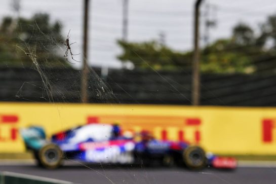 Naoki Yamamoto (JPN) Scuderia Toro Rosso STR14 passing a spider.
11.10.2019. Formula 1 World Championship, Rd 17, Japanese Grand Prix, Suzuka, Japan, Practice Day.
- www.xpbimages.com, EMail: requests@xpbimages.com - copy of publication required for printed pictures. Every used picture is fee-liable. © Copyright: Moy / XPB Images