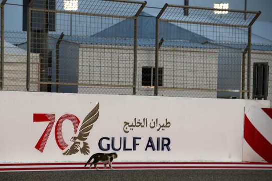 Circuit atmosphere - a cat.
29.11.2020. Formula 1 World Championship, Rd 15, Bahrain Grand Prix, Sakhir, Bahrain, Race Day.
- www.xpbimages.com, EMail: requests@xpbimages.com © Copyright: Batchelor / XPB Images