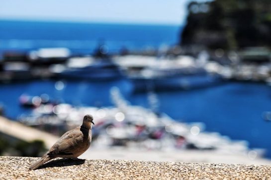 Scenic Monaco - a pigeon.
19.05.2021. Formula 1 World Championship, Rd 5, Monaco Grand Prix, Monte Carlo, Monaco, Preparation Day.
- www.xpbimages.com, EMail: requests@xpbimages.com © Copyright: Moy / XPB Images
