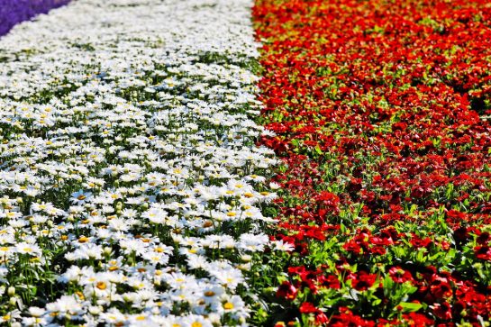 Circuit atmosphere - flowers.
01.09.2022. Formula 1 World Championship, Rd 14, Dutch Grand Prix, Zandvoort, Netherlands, Preparation Day.
- www.xpbimages.com, EMail: requests@xpbimages.com © Copyright: Moy / XPB Images