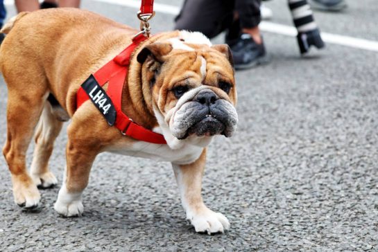 Roscoe (GBR) Dog.
09.07.2023. Formula 1 World Championship, Rd 11, British Grand Prix, Silverstone, England, Race Day.
- www.xpbimages.com, EMail: requests@xpbimages.com © Copyright: Rew / XPB Images