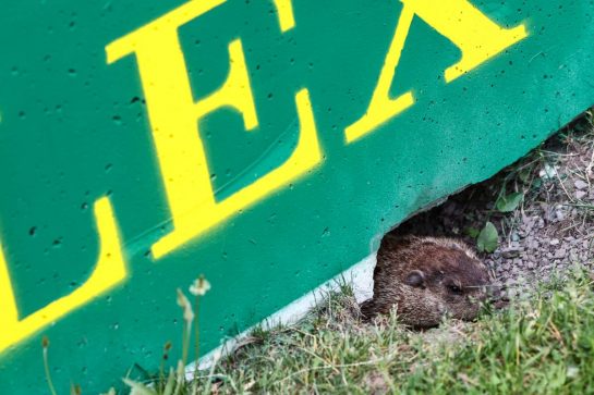 Track Atmosphere, groundhog 
06.06.2024. Formula 1 World Championship, Rd 9, Canadian Grand Prix, Montreal, Canada, Preparation Day.
- www.xpbimages.com, EMail: requests@xpbimages.com © Copyright: Charniaux / XPB Images