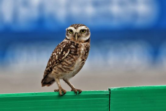 Circuit atmosphere - an owl trackside.
08.11.2025. Formula 1 World Championship, Rd 21, Brazilian Grand Prix, Sao Paulo, Brazil, Sprint and Qualifying Day.
- www.xpbimages.com, EMail: requests@xpbimages.com © Copyright: Rew / XPB Images