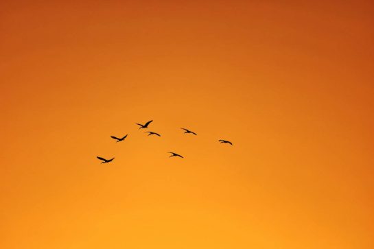 Circuit atmosphere - birds at sunset.
18.02.2026. Formula 1 Testing, Bahrain Test Two, Sakhir, Bahrain, Day One.
- www.xpbimages.com, EMail: requests@xpbimages.com © Copyright: Moy / XPB Images