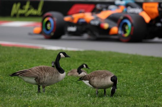 Oscar Piastri (AUS) McLaren F1 Team MCL40 passes geese trackside.
23.05.2026. Formula 1 World Championship, Rd 5, Canadian Grand Prix, Montreal, Canada, Sprint and Qualifying Day.
- www.xpbimages.com, EMail: requests@xpbimages.com © Copyright: Moy / XPB Images
