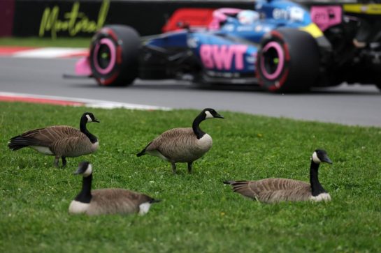 Pierre Gasly (FRA) Alpine F1 Team A526 passes geese trackside.
23.05.2026. Formula 1 World Championship, Rd 5, Canadian Grand Prix, Montreal, Canada, Sprint and Qualifying Day.
- www.xpbimages.com, EMail: requests@xpbimages.com © Copyright: Moy / XPB Images