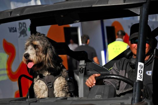 Paddock atmosphere - dog in the passenger seat of a motorised buggy.
22.10.2026. Formula 1 World Championship, Rd 18, United States Grand Prix, Austin, United States, Preparations Day.
- www.xpbimages.com, EMail: requests@xpbimages.com © Copyright: Bearne / XPB Images